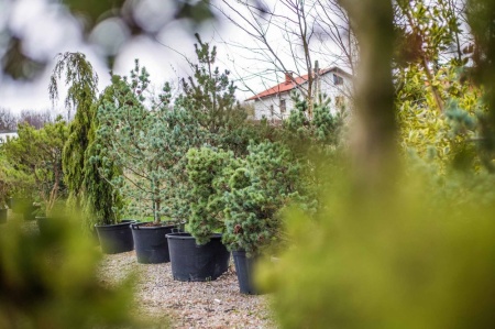 Pinus Parviflora (sosny szczepione) w Szkółce Roślin