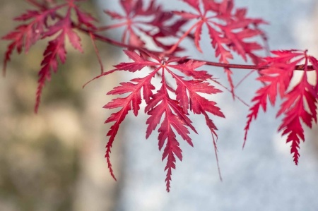 Klon japoński (acer palmatum)