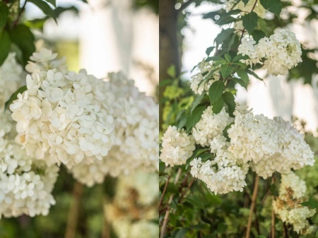 Hortensja (hydrangea)