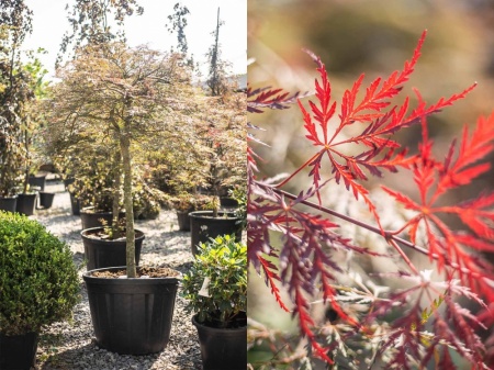 Klon palmowy (acer plmatum)