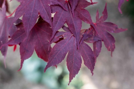 Klon palmowy (acer plmatum)