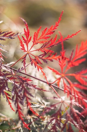 Klon palmowy (acer plmatum)