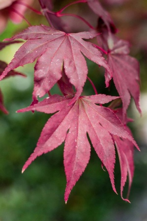 Klon palmowy (acer plmatum)