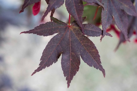 Klon palmowy (acer plmatum)