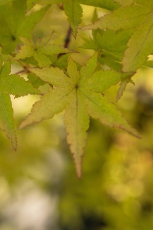 Klon palmowy (acer plmatum)