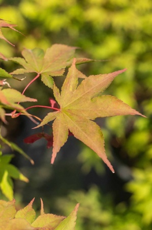 Klon palmowy (acer plmatum)