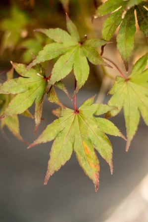 Klon palmowy (acer plmatum)