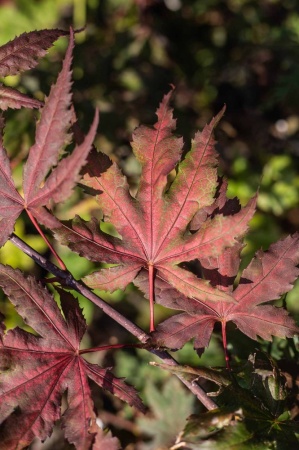 Klon palmowy (acer plmatum)