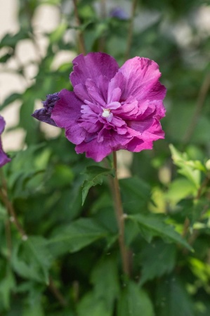 Ketmia, hibiskus (hibiscus syracius)