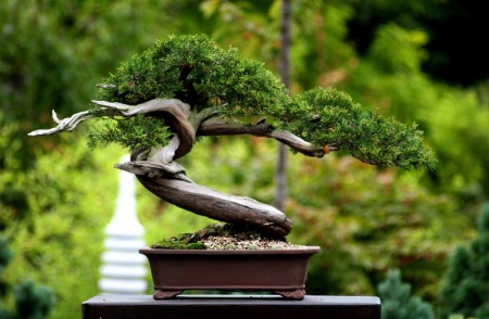 Bonsai