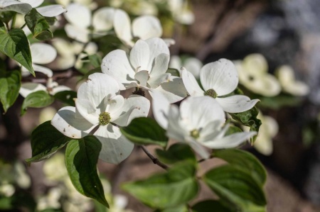 Dereń kousa (cornus kousa)