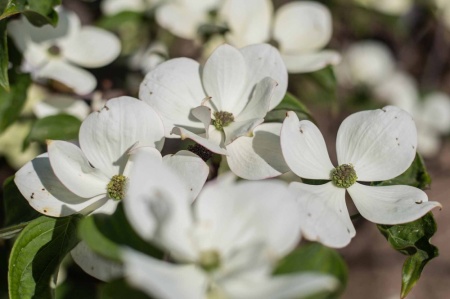 Dereń kousa (cornus kousa)