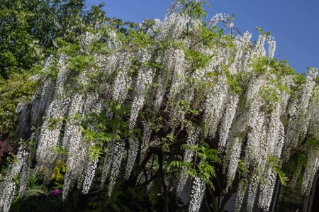 Glicynia (wisteria)