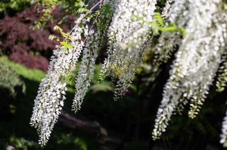 Glicynia (wisteria)