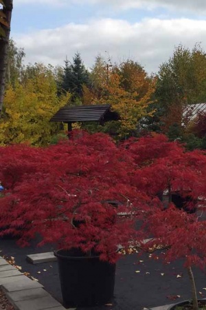 Klon Japoński (Acer Palmatum)