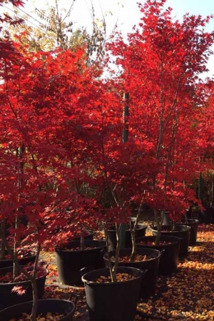 Klon Japoński (Acer Palmatum)