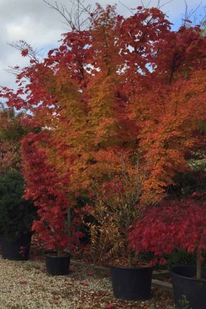 Klon Japoński (Acer Palmatum)