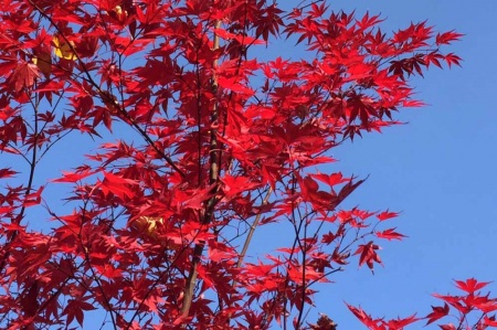 Klon Japoński (Acer Palmatum)