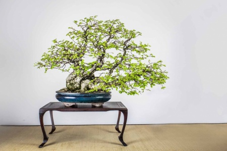 Bonsai - Grab koreański (Carpinus koreana)