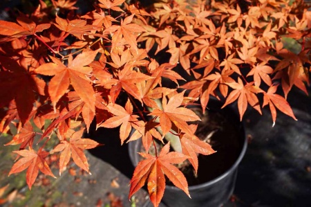 Acer palmatum Osakazuki