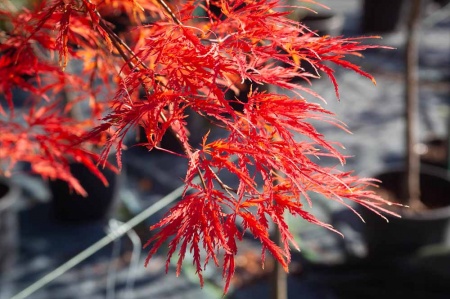 Acer palmatum Tamukeyama