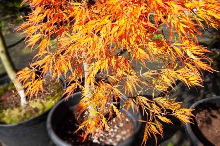 Acer palmatum Virdis