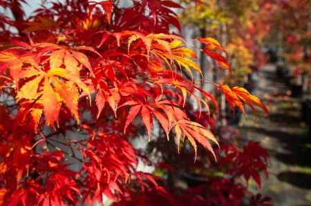 Acer palmatum Omurayama