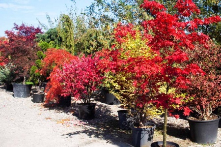 Trzmielina oskrzydlona- Euonymus alatus