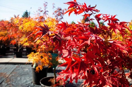 Acer palmatum Fire glow