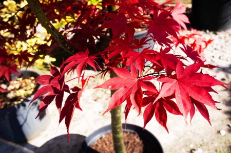 Acer palmatum Fire glow