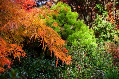 Trzy podstawowe rośliny ogrodów japońskich: sosna, klon japoński, azalia