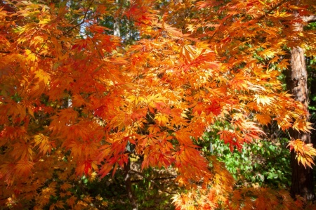 Acer palmatum Omurayama