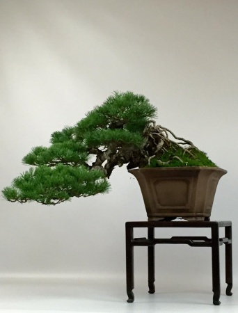 Japanese white pine