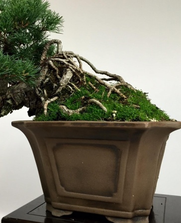 IBUKI hand made bonsai pot
