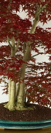 acer palmatum multitrunk